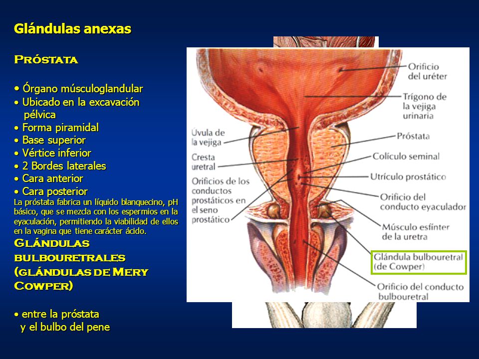 superficie anterior de la próstata